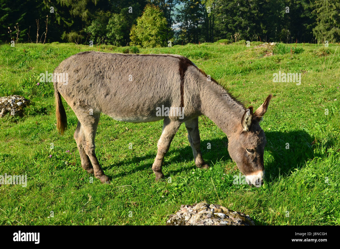 Animal, à gorge, engloutir, dévorer, dessin, photo, photo, image, copie ...