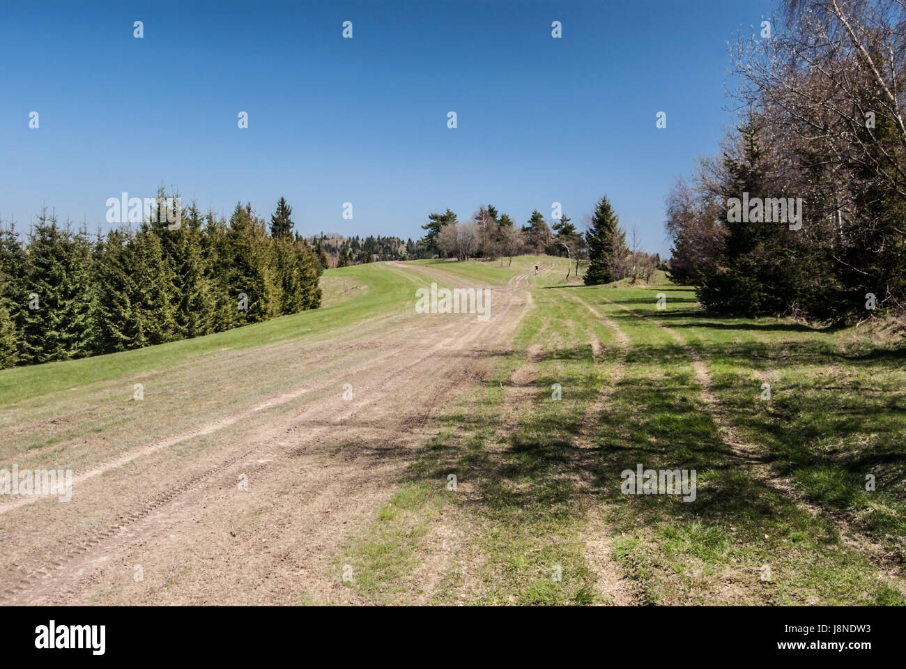 Spring Mountain meadow avec routes sales, les arbres autour et ciel clair près de vrchrieka hill dans javorniky mountains en Slovaquie Banque D'Images