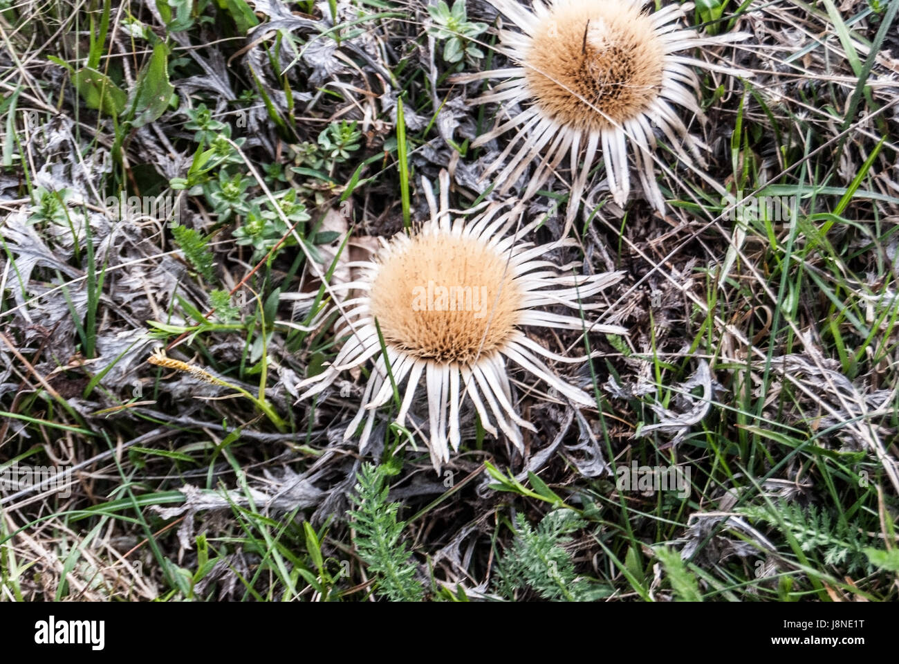 Carlina acaulis plantes de Velka Fatra printemps montagnes en Slovaquie Banque D'Images