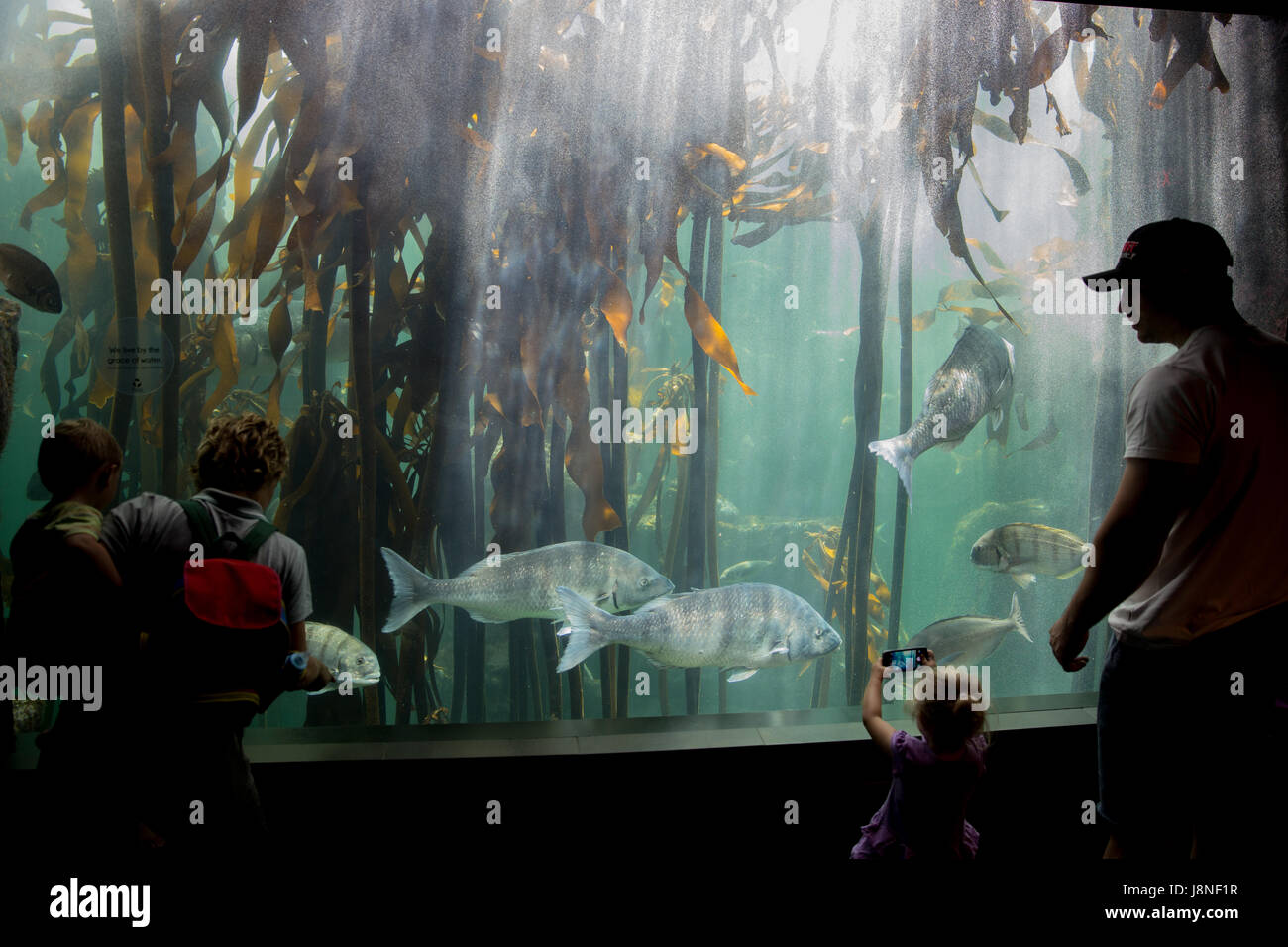 CAPE TOWN, AFRIQUE DU SUD - 1 février, 2015 : Les gens d'admirer les poissons tropicaux dans l'aquarium des deux océans à Cape Town. Banque D'Images