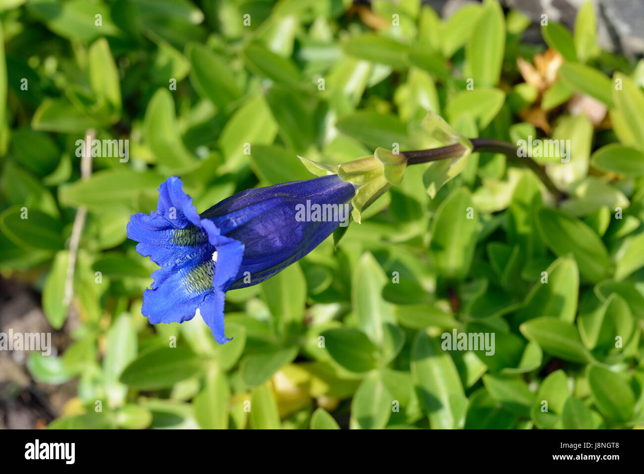 Gentiane acaule ou trompette - Gentiana acaulis Blue Fleur alpine Banque D'Images