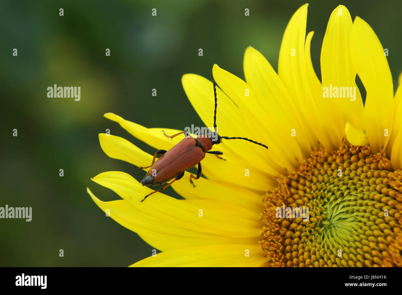 L'été,insectes,summerly,beetle,flower,tournesol,plante,Tournesol jaune,carottes Banque D'Images