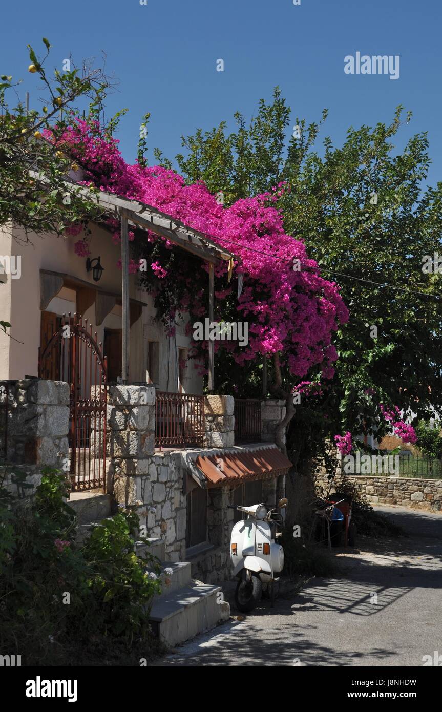 Maison, édifice, Grèce, fleur, fleurs, plantes, grec, accueil, bleu, maison, Banque D'Images