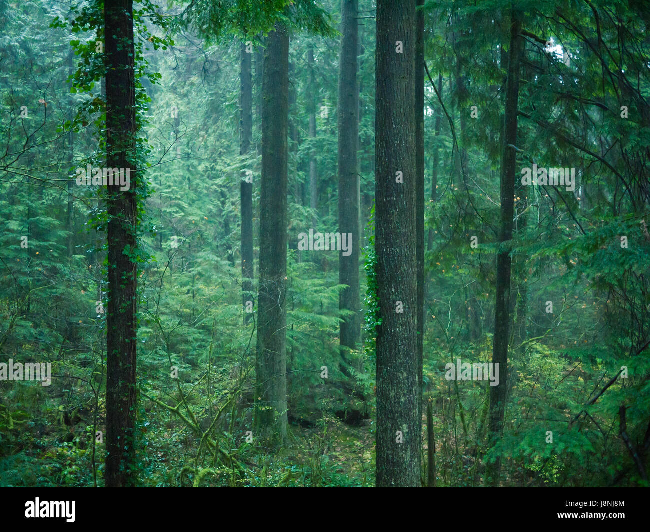 Sapin de Douglas, le thuya géant et la pruche de l'arbres de la forêt pluviale tempérée. Capilano Suspension Bridge Park, à North Vancouver, Canada. Banque D'Images