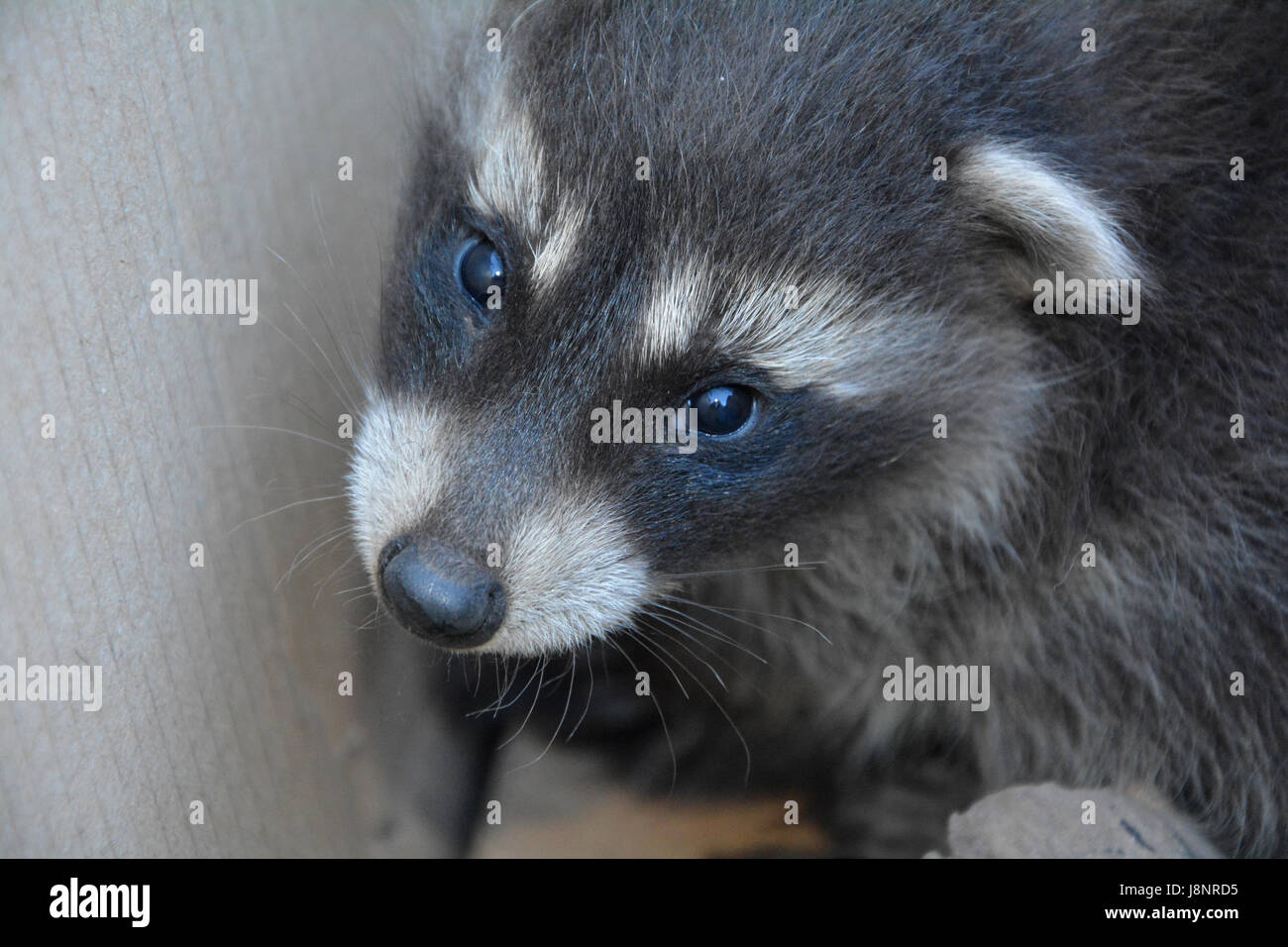 Tête d'un bébé racoon Banque D'Images