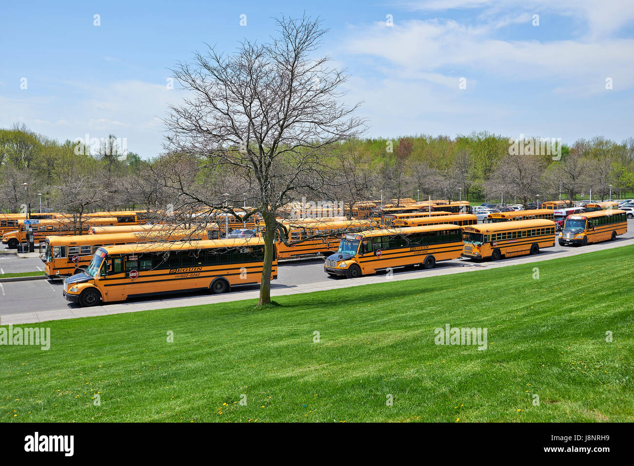 Montréal, Québec, CANADA - 18 MAI 2017 : grand nombre d'autobus scolaires pour les enfants en attente dans un parking au Mont Royal, à Montréal Banque D'Images