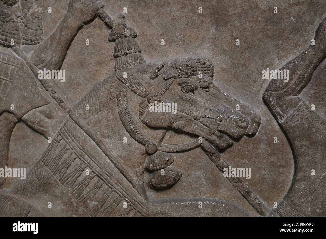 Scène de bataille. Détail. Cheval. L'assyrien, 728 BC. Nimrud, Palais Central. L'Iraq. L'armée de l'Assyrie. Les cavaliers. British Museum. Londres. Banque D'Images
