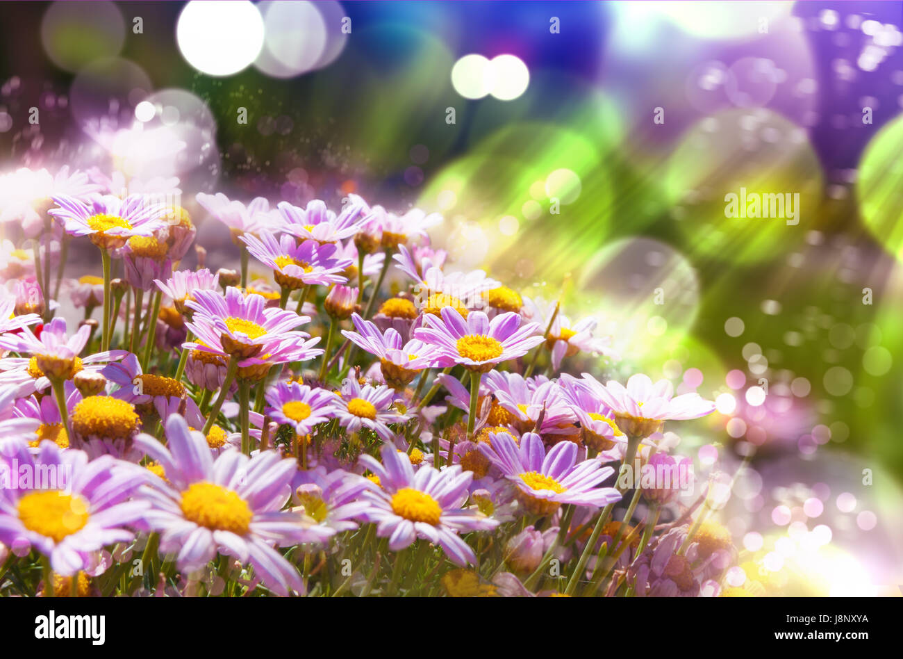 Flowers background.Les fleurs du printemps avec un soleil Banque D'Images