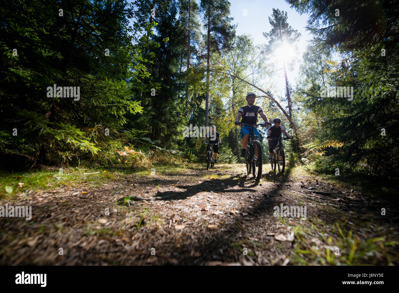 Man riding bicycle in forest Banque D'Images