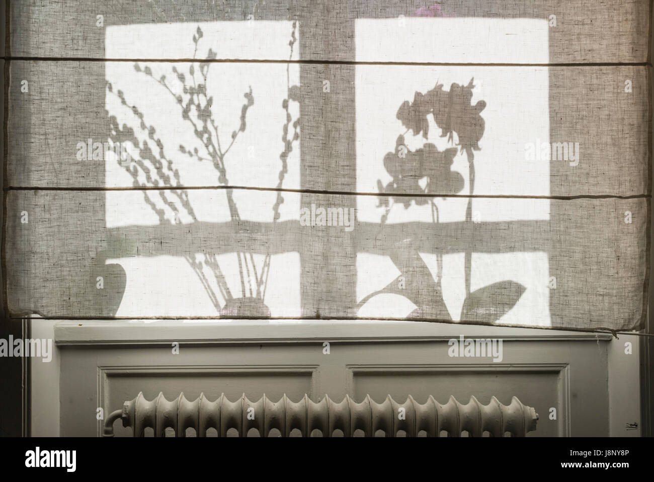Silhouettes de rideau derrière les plantes Banque D'Images