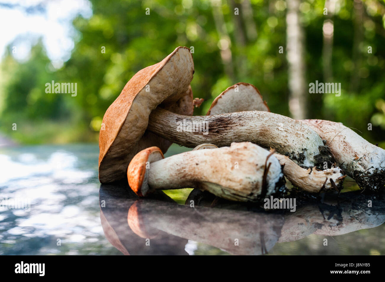 Close up de champignons Banque D'Images