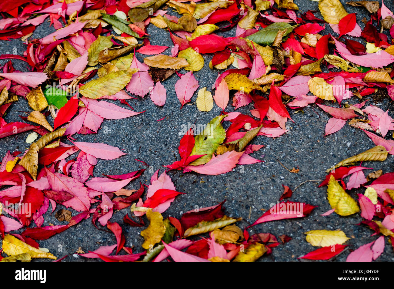 Feuilles sur sol Banque D'Images