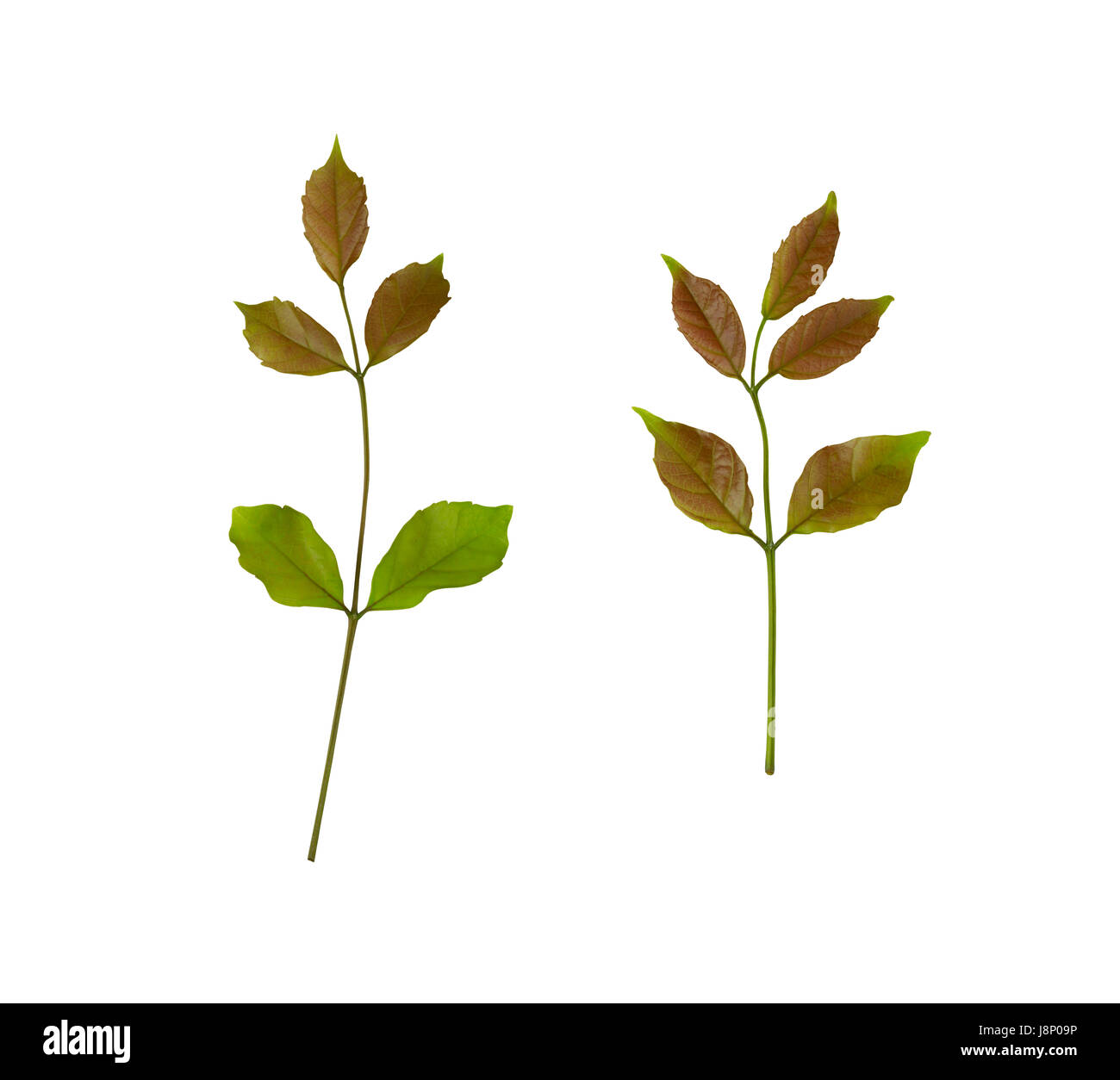 Haut de l'arbre vert isolé sur fond blanc et chemins de détourage ont pour un déploiement facile. Banque D'Images