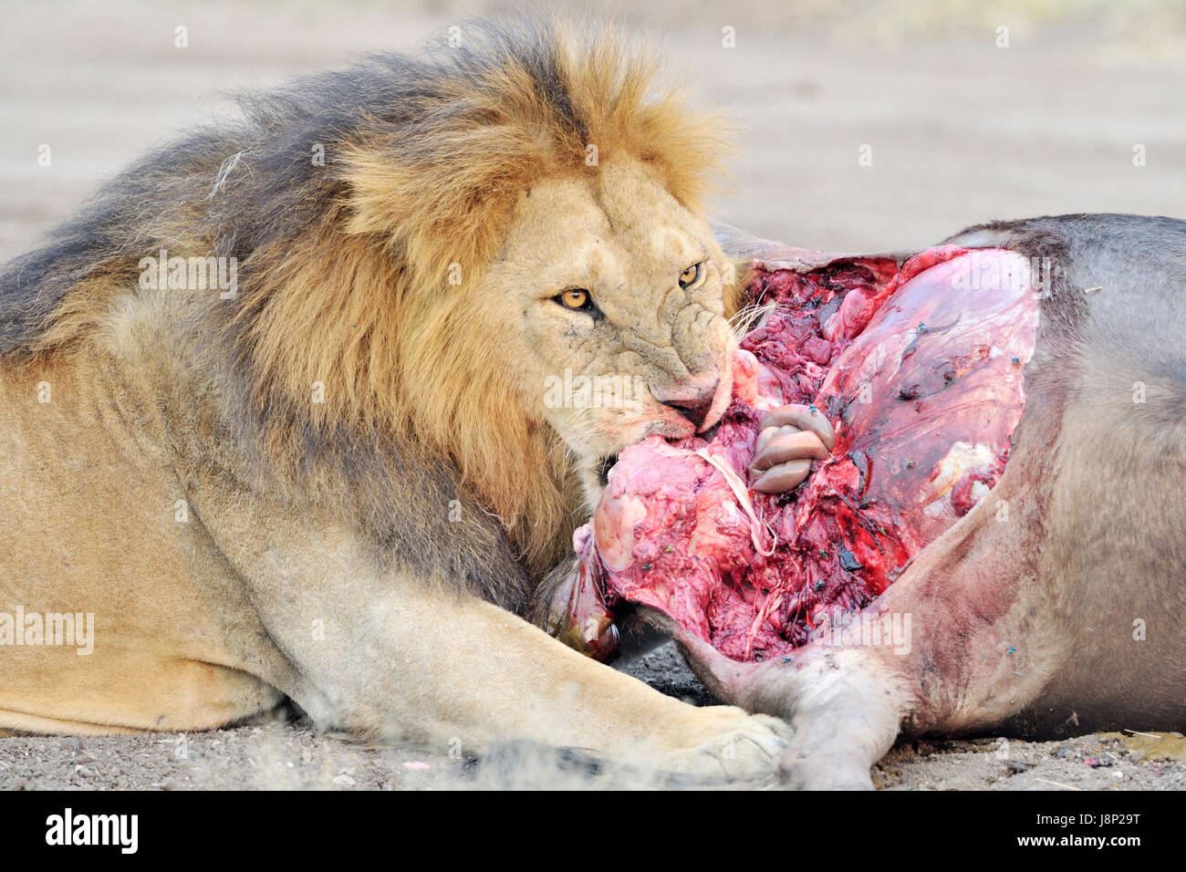 Male lion (Panthera leo) se nourrissent de la carcasse d'un Gnou bleu (Connochaetes taurinus), parc national de Serengeti, Tanzanie Banque D'Images