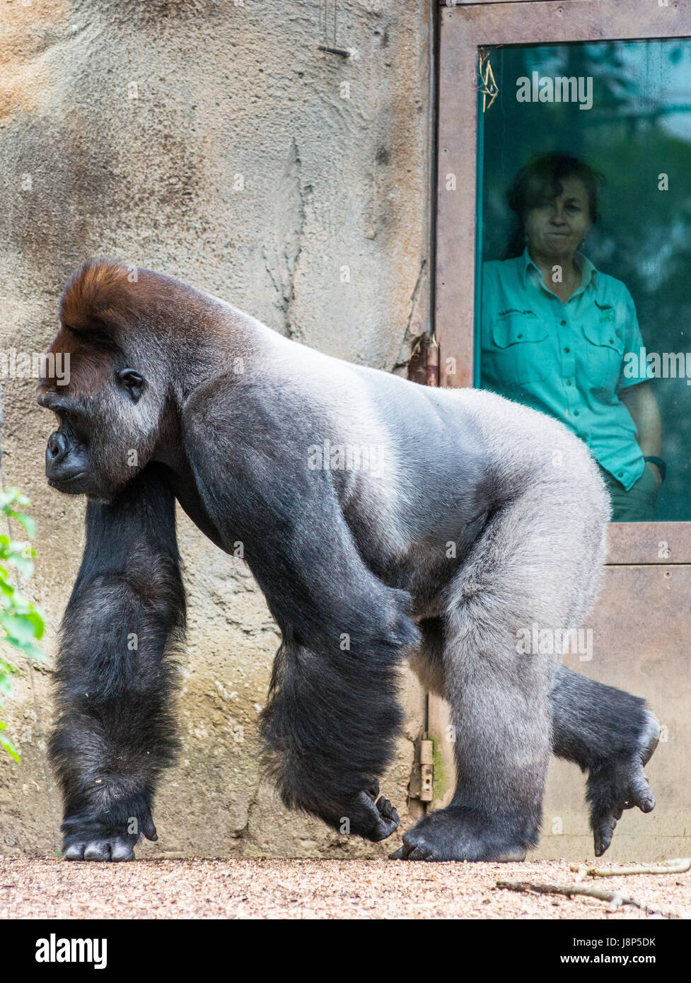 Zoo keeper garde un oeil sur Silverback gorilla au zoo de Taronga, Sydney, Australie. Banque D'Images