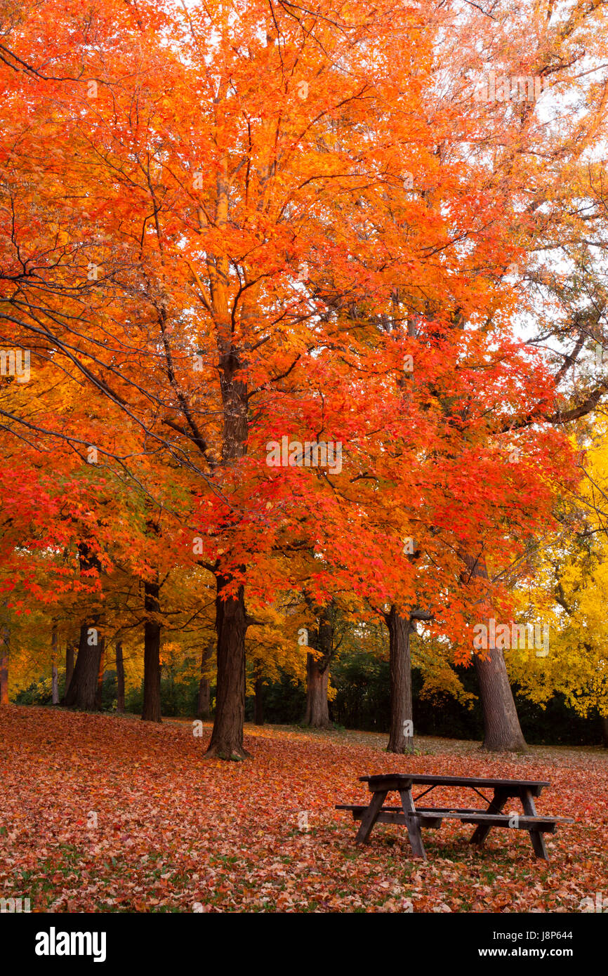 Table de pique-nique avec de beaux arbres d'automne en arrière-plan Banque D'Images