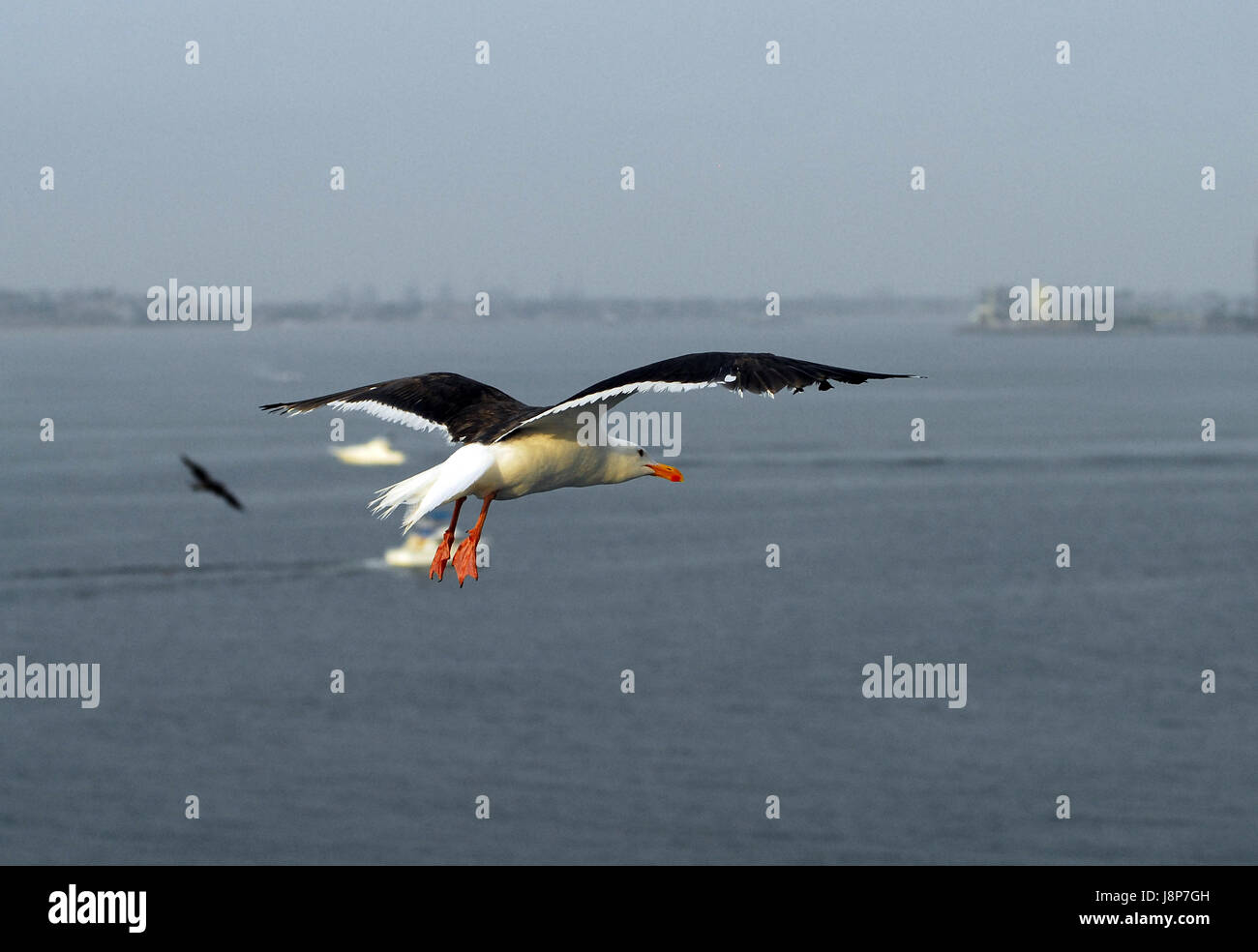 California White Gull Mouette noir et blanc voler dans un ciel bleu avec des ailes déployées Banque D'Images