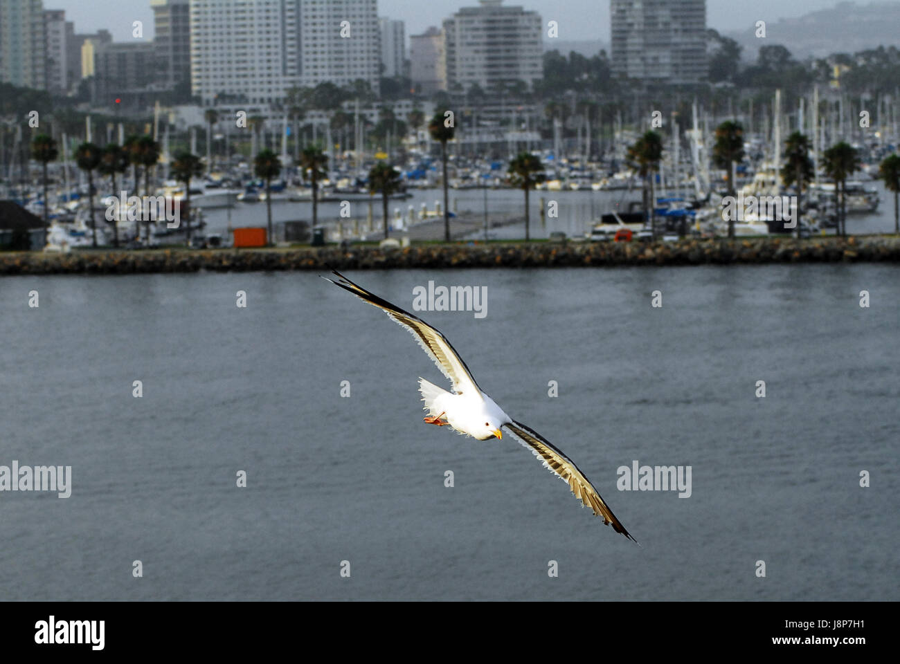California White Gull Mouette noir et blanc voler dans un ciel bleu avec des ailes déployées Banque D'Images