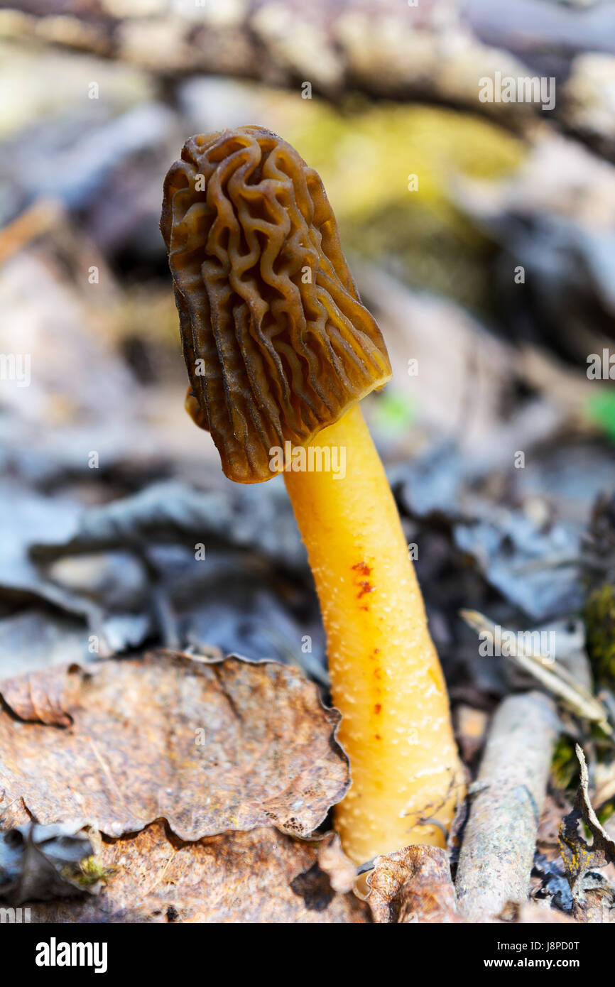 Forêt de champignons cueillette de morilles noires. Morchella conica. Banque D'Images