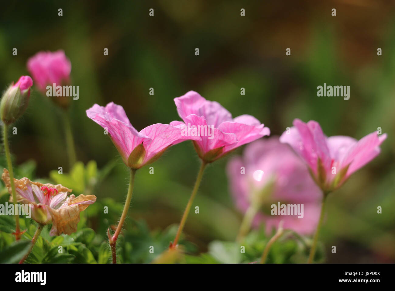 Fleurs de géranium de Cranesbill rose, géranium sanguineum, floraison sous le soleil du printemps ; vue latérale sur fond vert naturel. Banque D'Images