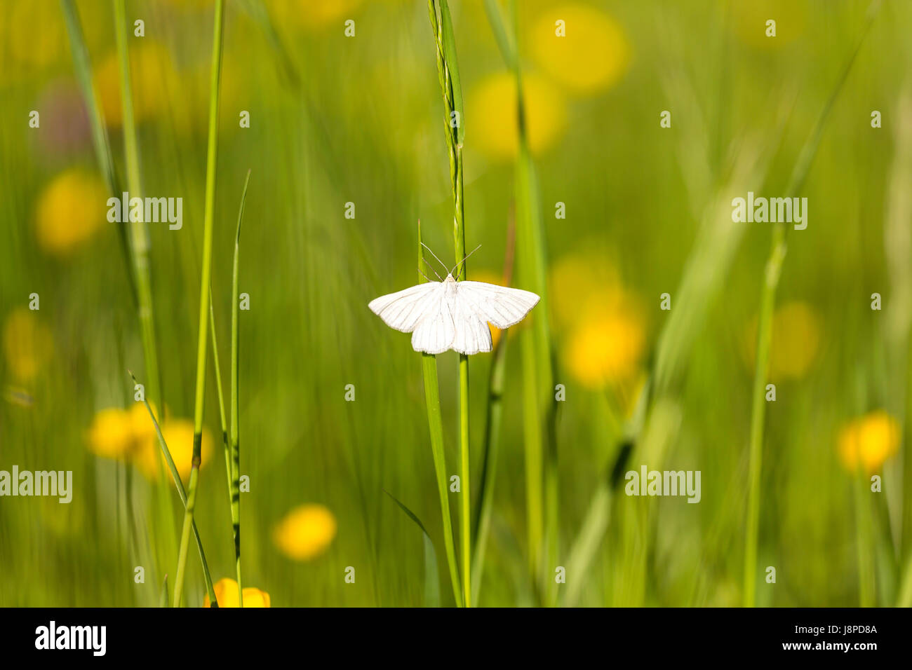Papillon blanc, Weissling (Pieridae) près de Neuffen sur le Jura souabe. Banque D'Images