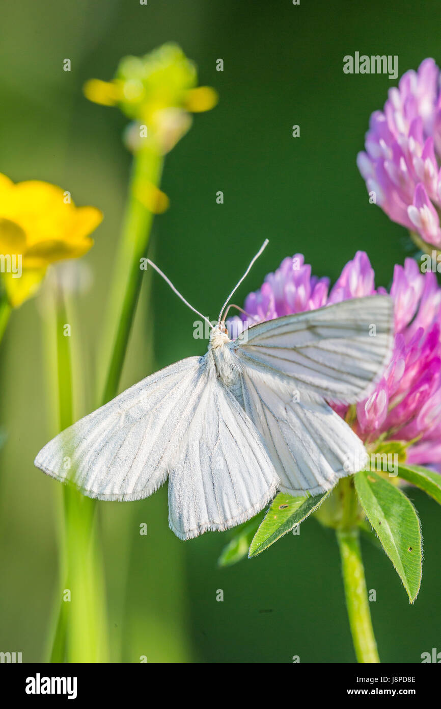 Papillon blanc, Weissling (Pieridae) près de Neuffen sur le Jura souabe. Banque D'Images