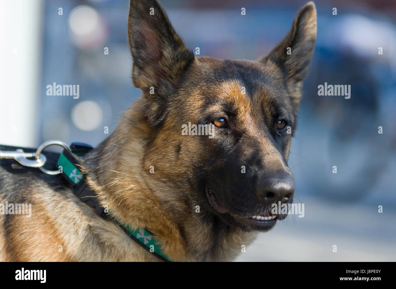 Attendre, attendre, animal, animal, animaux, portrait, animaux domestiques, nice, mensonge, mensonge, mensonge, Banque D'Images