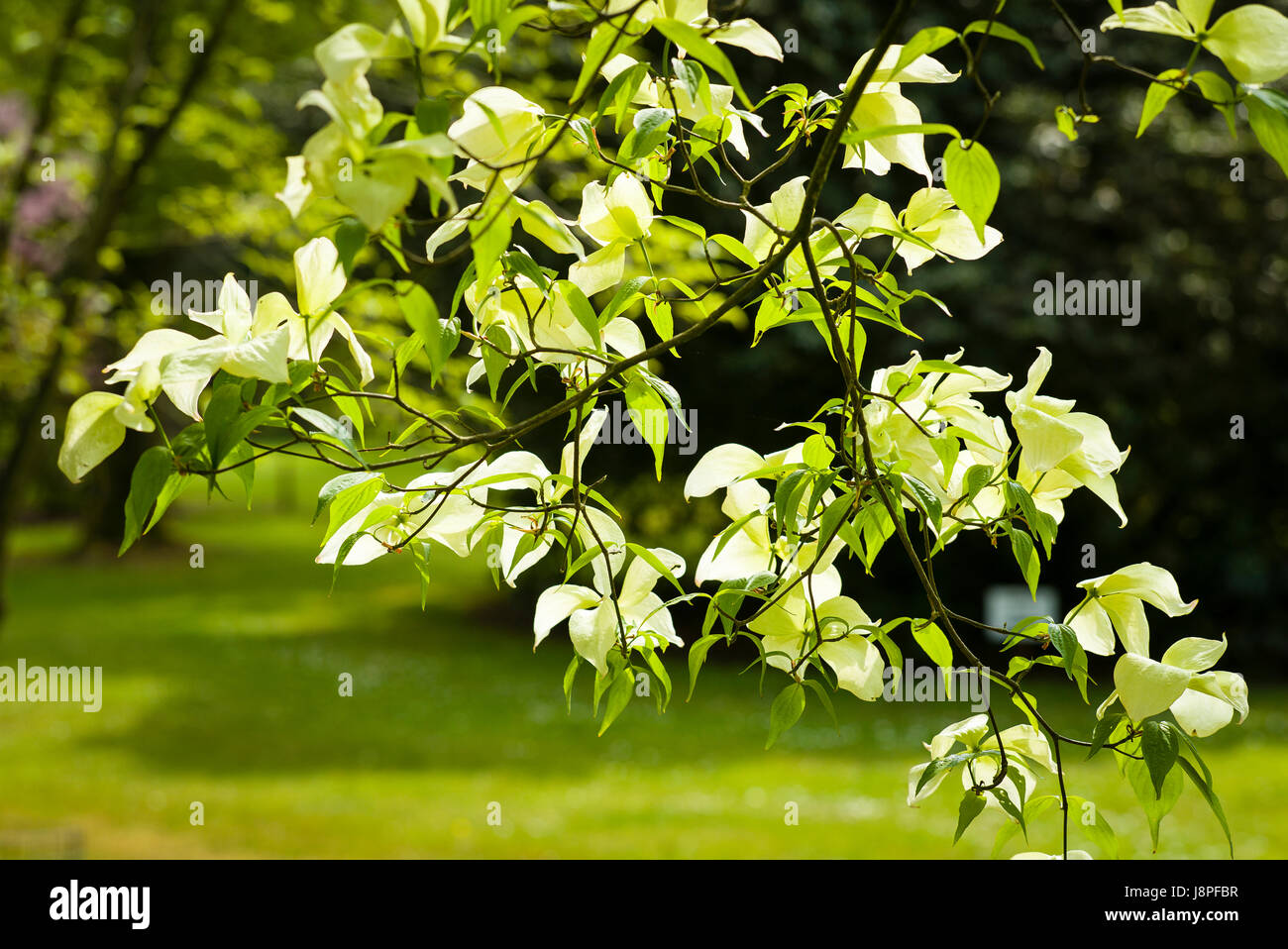 Bractées blanc crème voir Cornus Ruth Ellen dans un jardin anglais en mai Banque D'Images