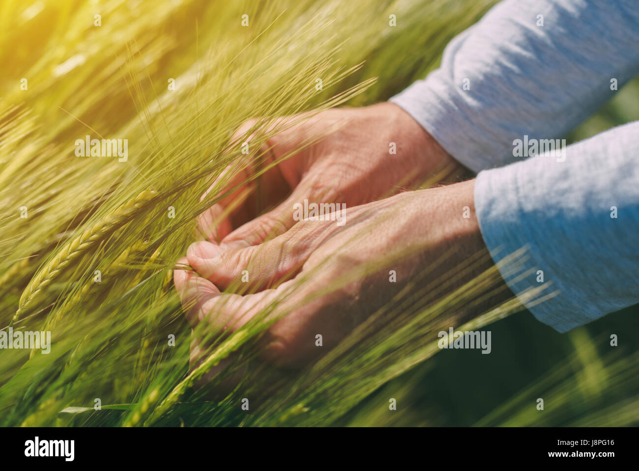 L'examen de l'agronome oreilles les cultures de blé au champ, l'activité agricole et de l'occupation, l'agriculture responsable et le contrôle de la croissance des plantes et d Banque D'Images L'examen de l'agronome oreilles les cultures de blé au champ, l'activité agricole et de l'occupation, l'agriculture responsable et le contrôle de la croissance des plantes et d Banque D'Images
