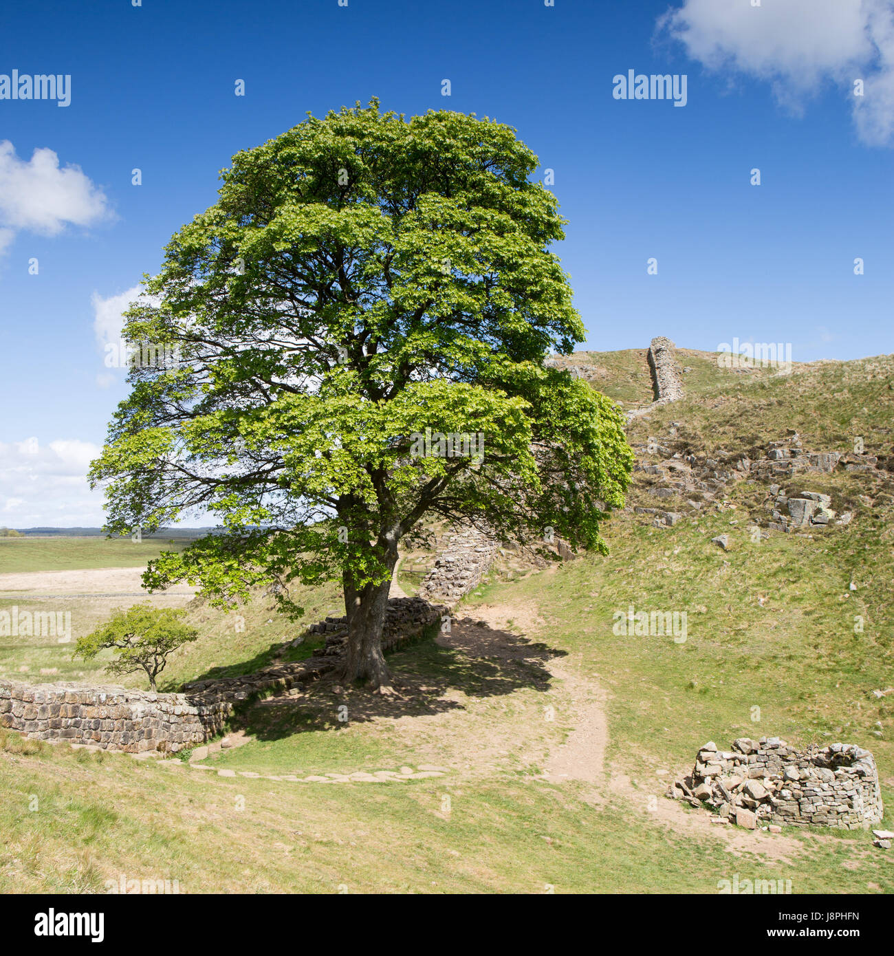 Arbre à sycamore gap, mur d'Hadrien Banque D'Images