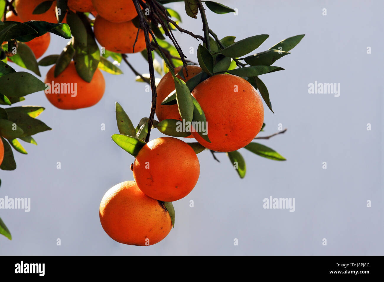 Les oranges bio cultivées en Floride Banque D'Images