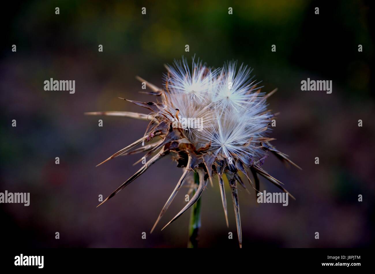 Le papier peint du Nature Banque D'Images