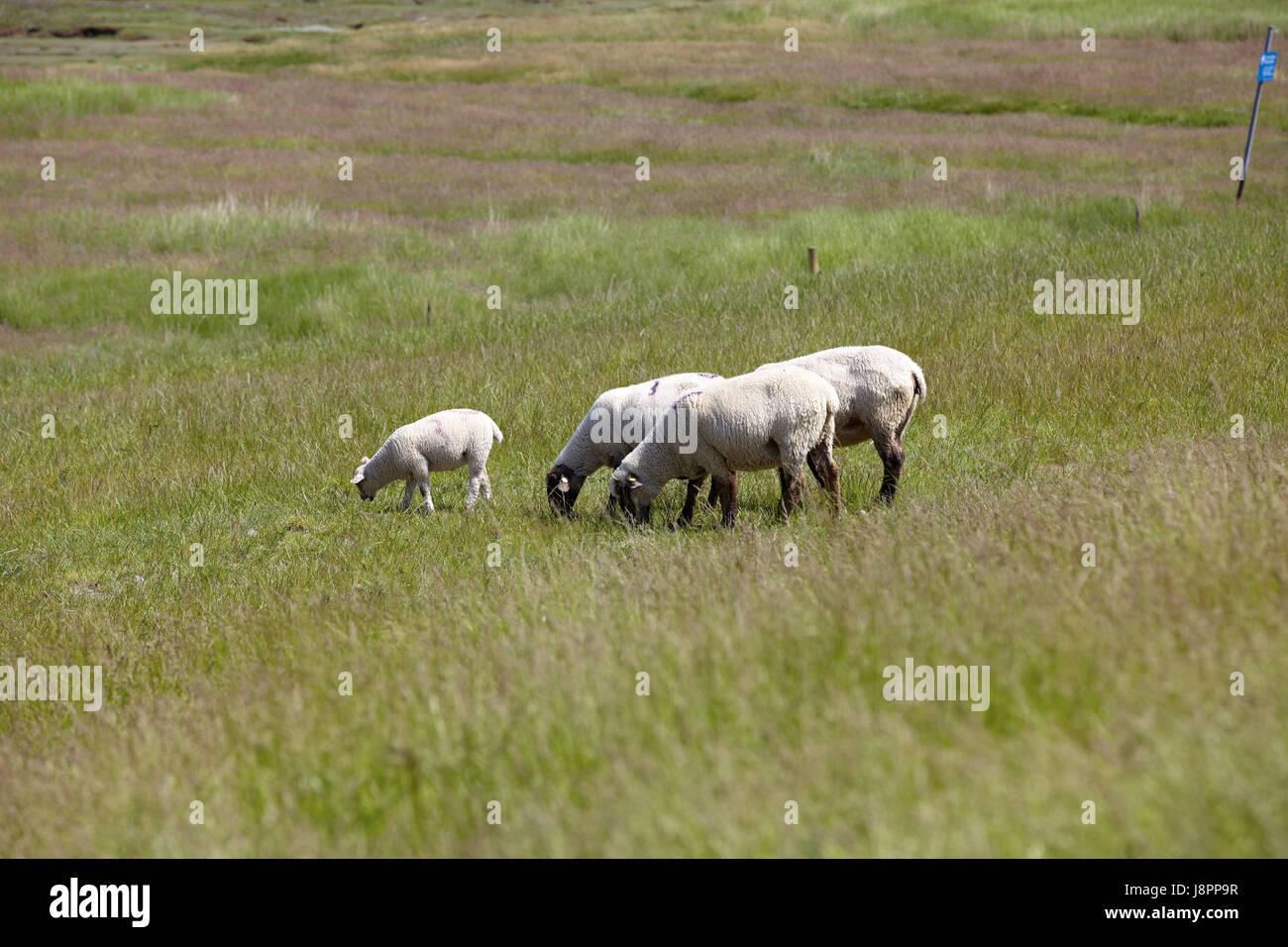 Quatre moutons sur un pré vert Banque D'Images