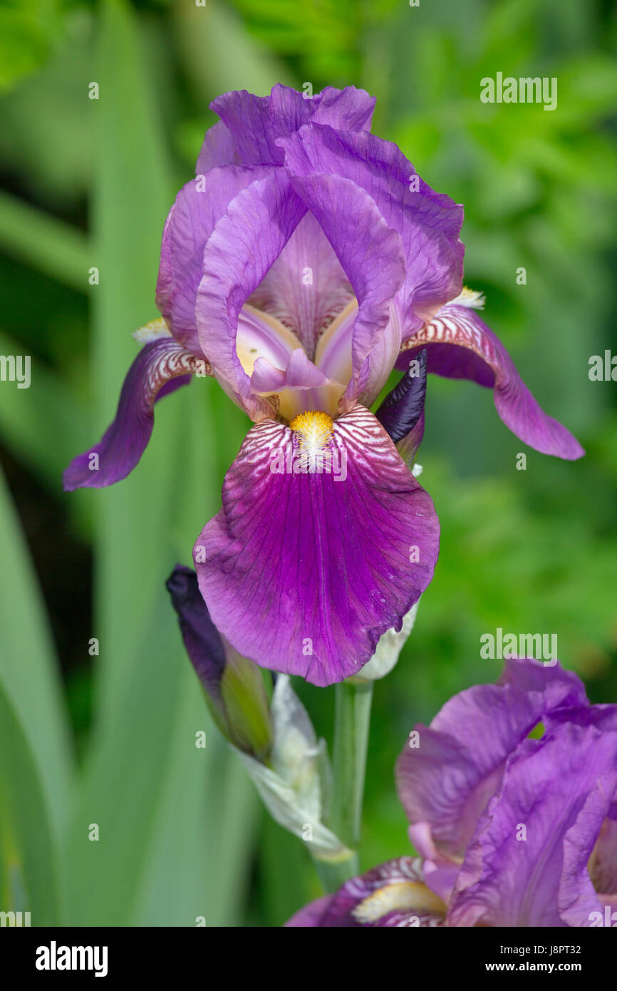 Close-up of Purple Iris (iris germanica) Banque D'Images