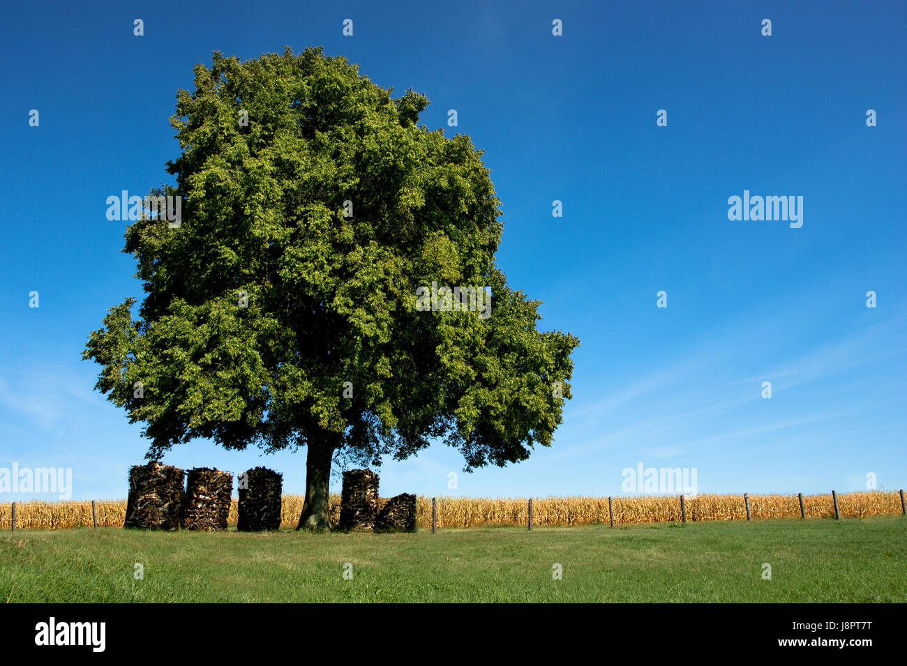 Champ d'été,arbre,,summerly,,août,grain,récolte frnkisches jehnici,francs Banque D'Images