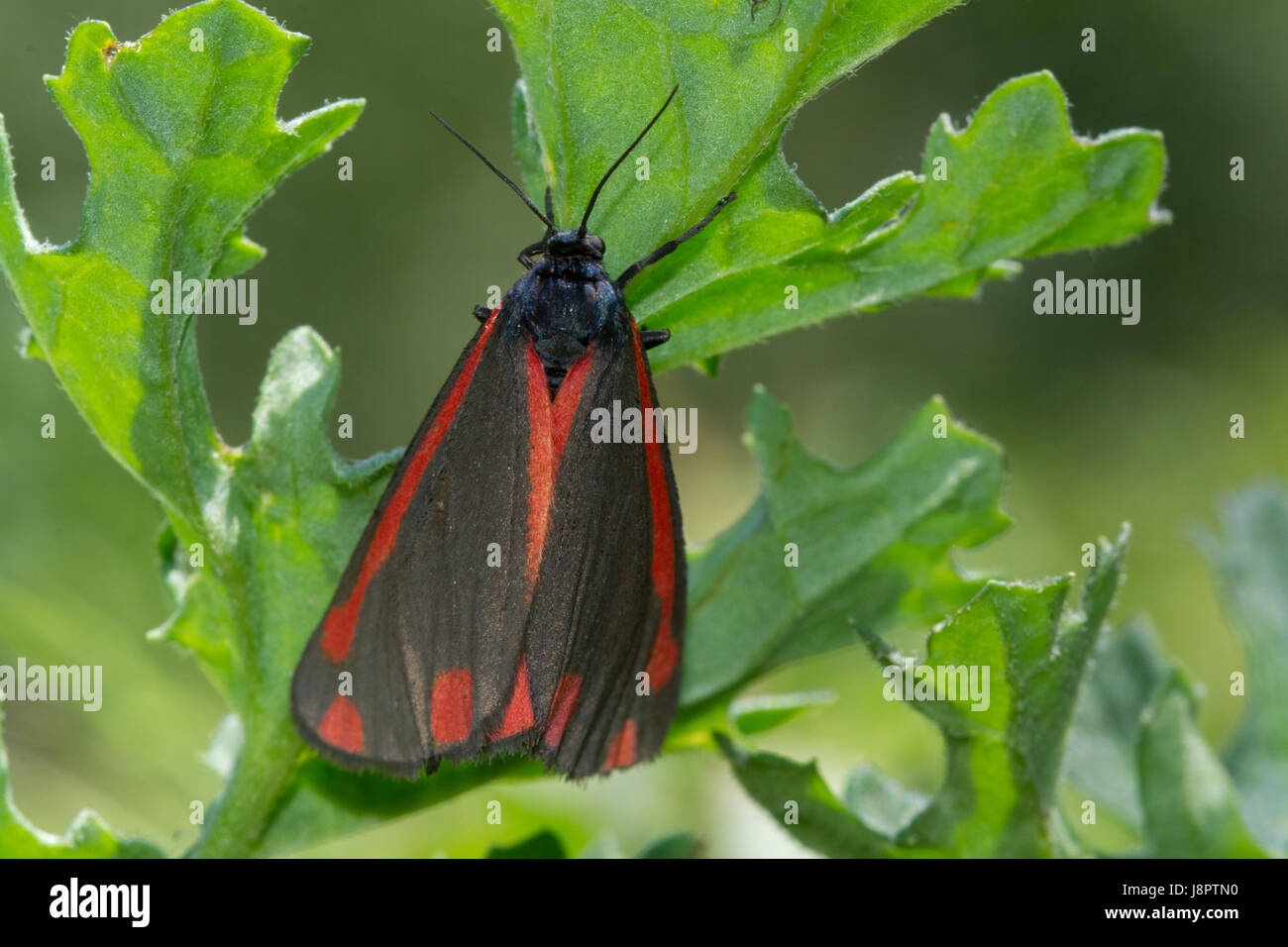 Close-up de cinnabar moth (Tyria jacobaeae) Banque D'Images