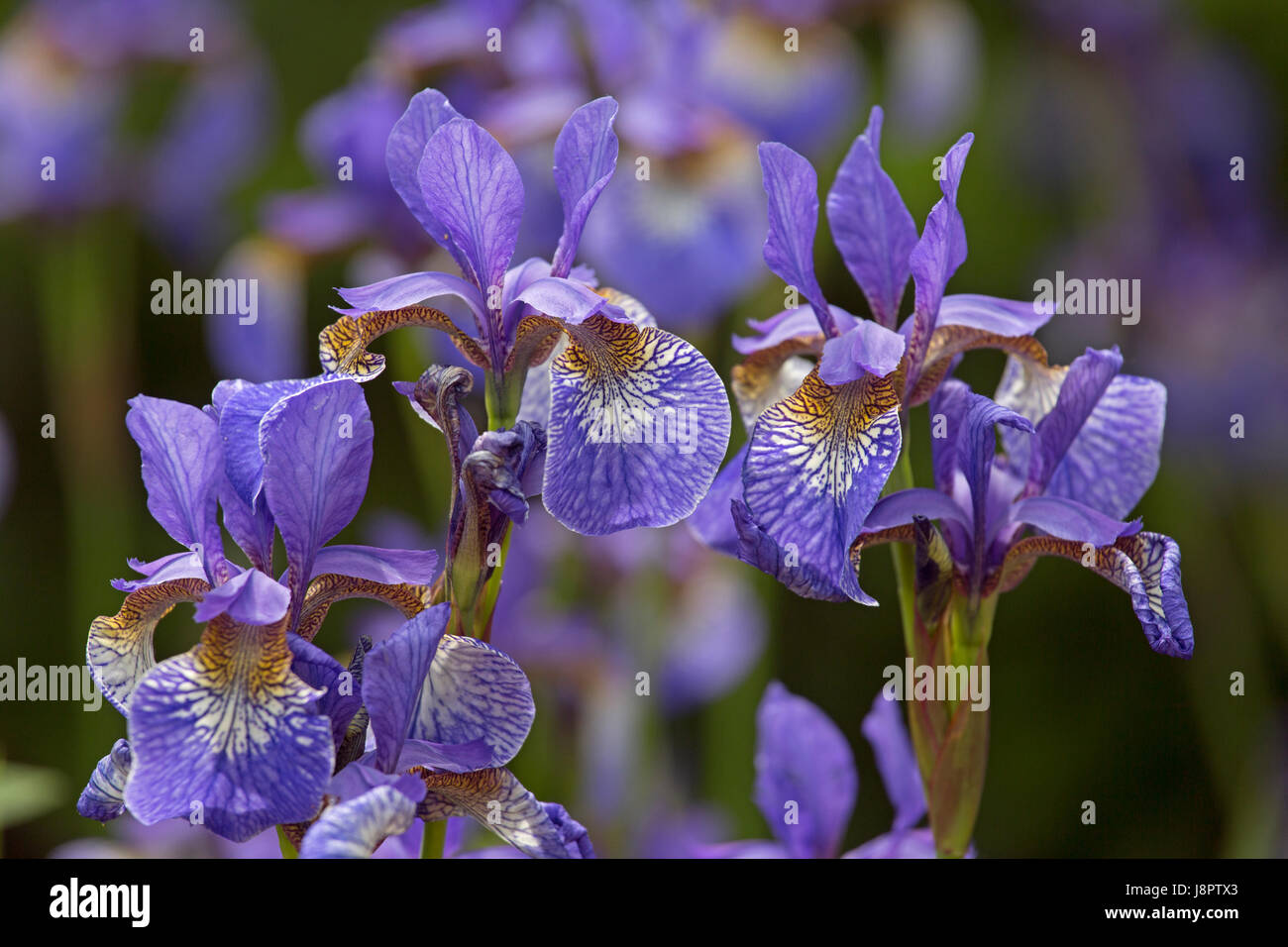 Iris de Sibérie (Iris sibirica) en bordure de fleurs Banque D'Images