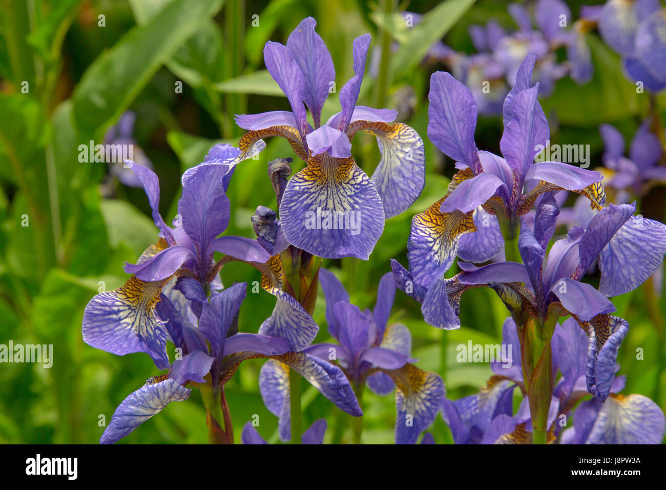 Iris de Sibérie (Iris sibirica) en bordure de fleurs Banque D'Images