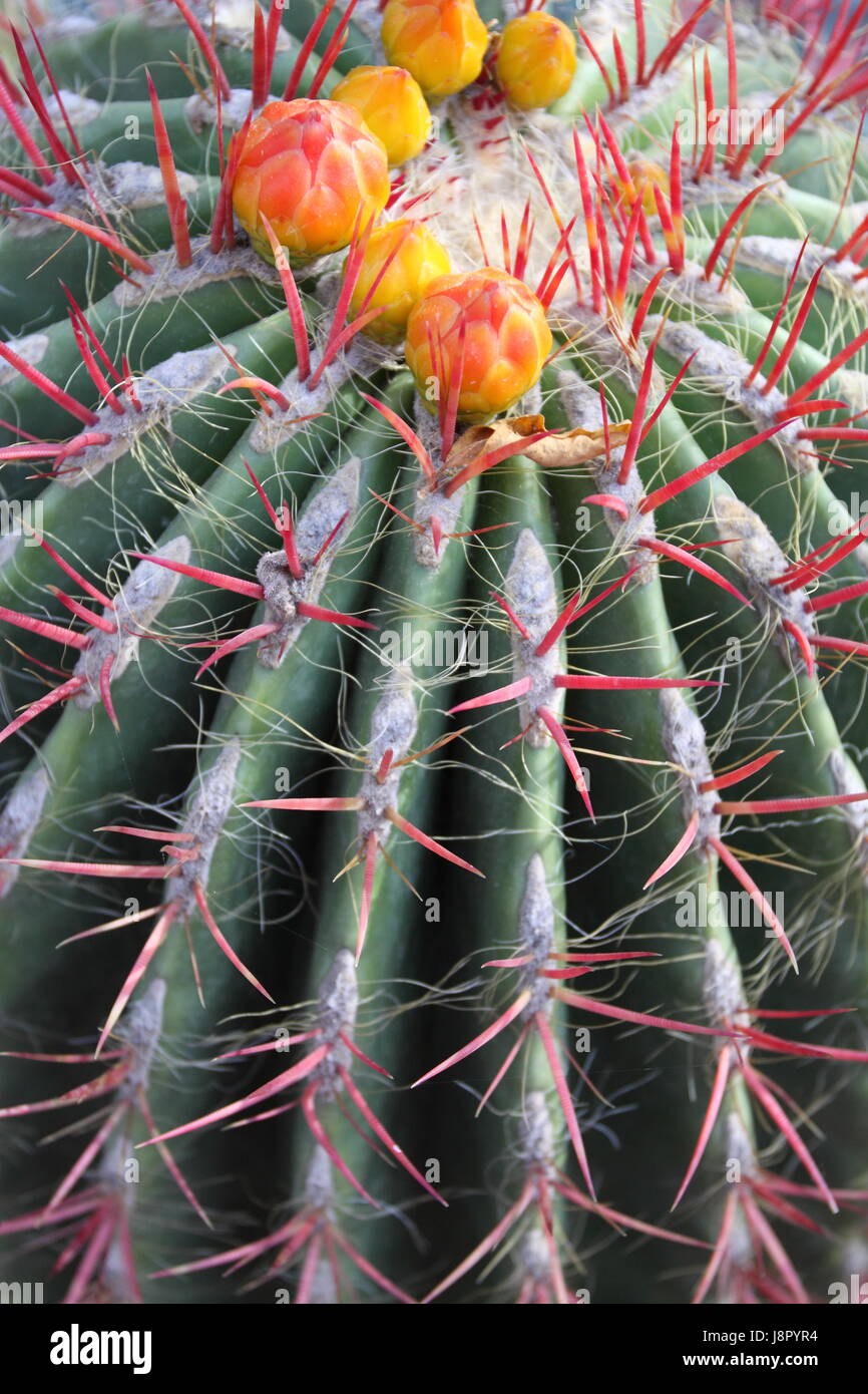 Bleu, maison, édifice, feuille, voyage, vie, exister, de l'existence, vie, vie, Banque D'Images