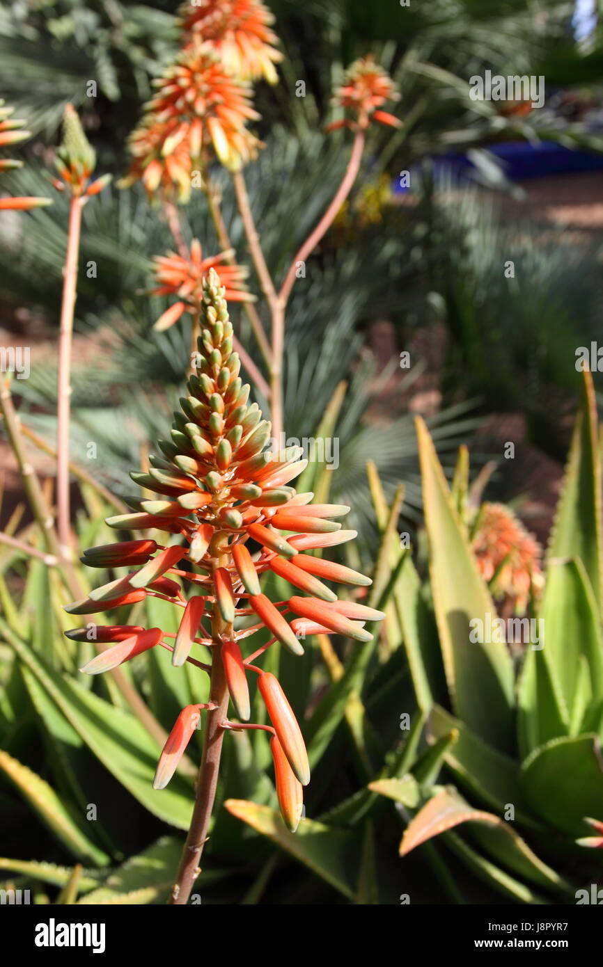 Bleu, maison, édifice, feuille, voyage, vie, exister, de l'existence, vie, vie, Banque D'Images