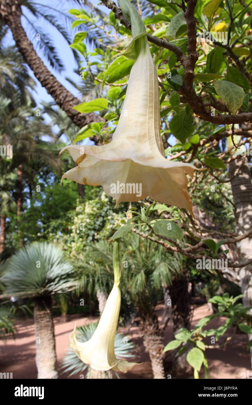 Bleu, maison, édifice, feuille, voyage, vie, exister, de l'existence, vie, vie, Banque D'Images