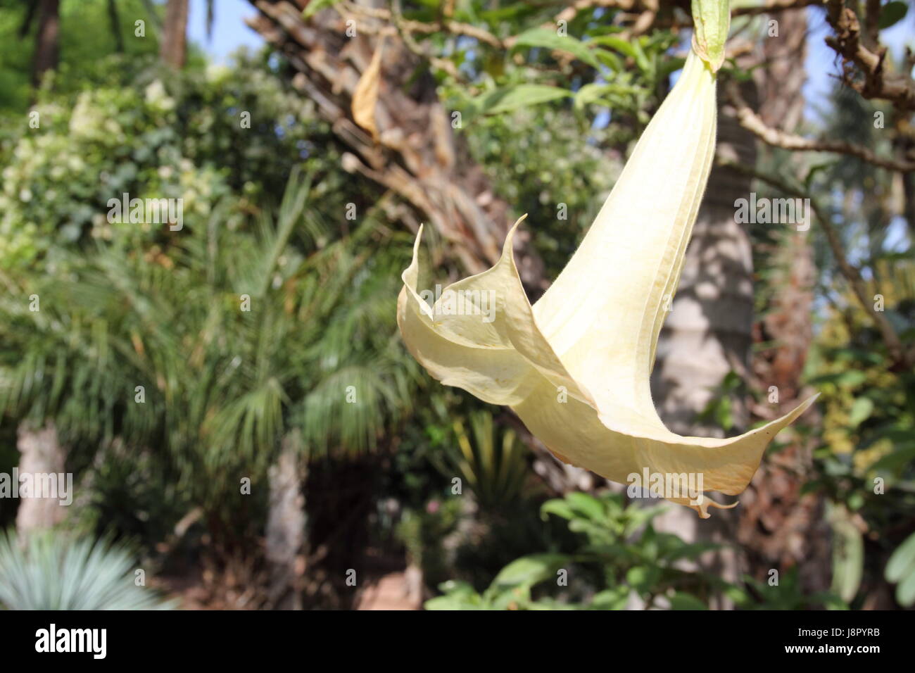 Bleu, maison, édifice, feuille, voyage, vie, exister, de l'existence, vie, vie, Banque D'Images