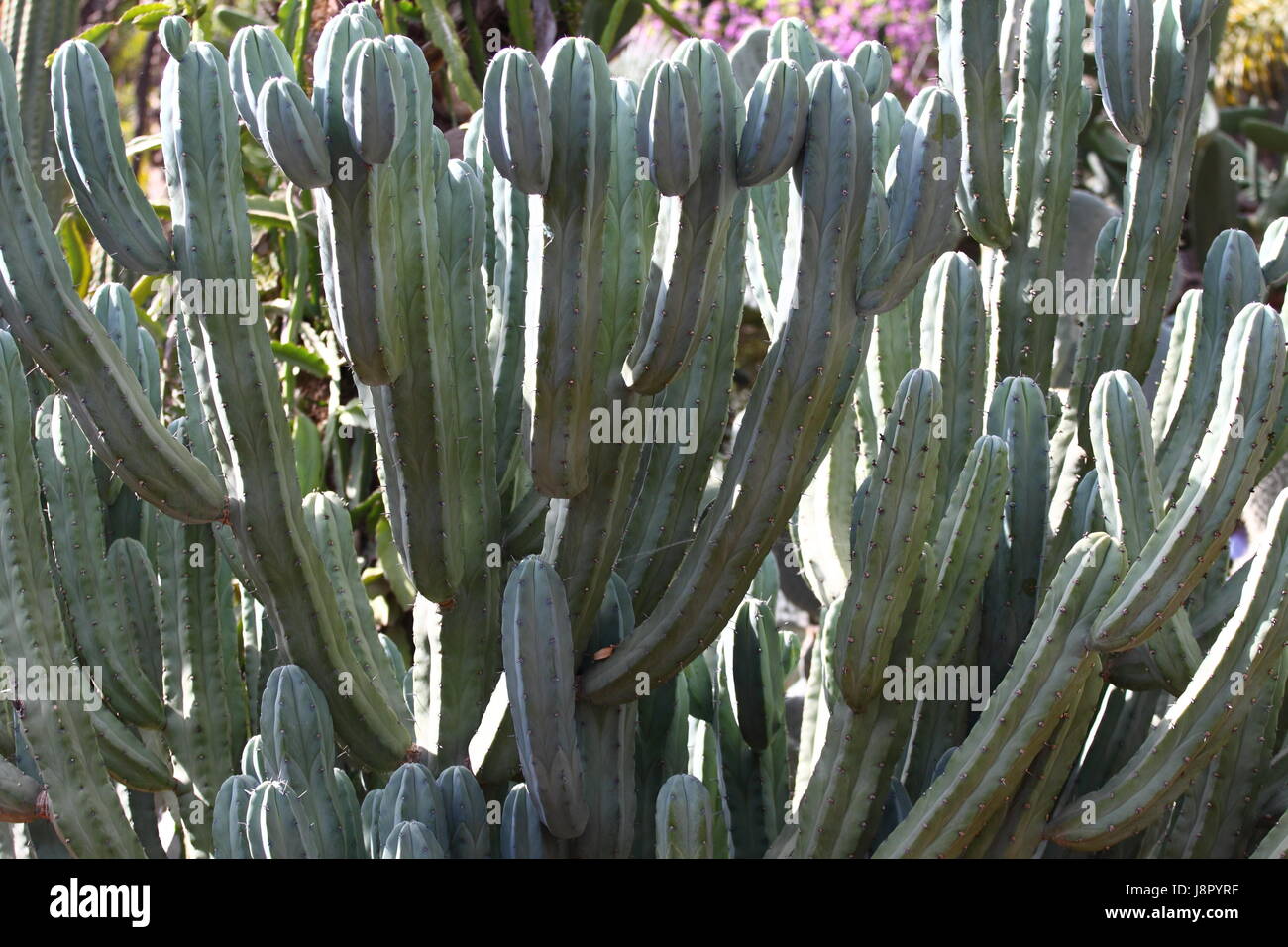 Bleu, maison, édifice, feuille, voyage, vie, exister, de l'existence, vie, vie, Banque D'Images