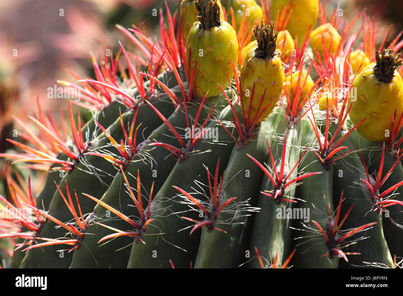 Bleu, maison, édifice, feuille, voyage, vie, exister, de l'existence, vie, vie, Banque D'Images
