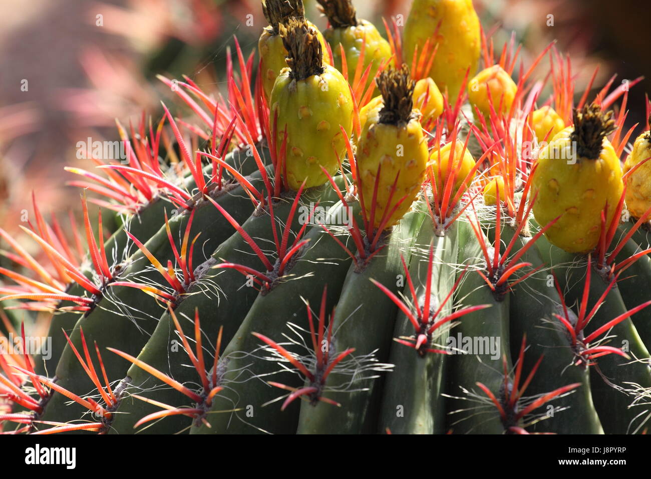 Bleu, maison, édifice, feuille, voyage, vie, exister, de l'existence, vie, vie, Banque D'Images