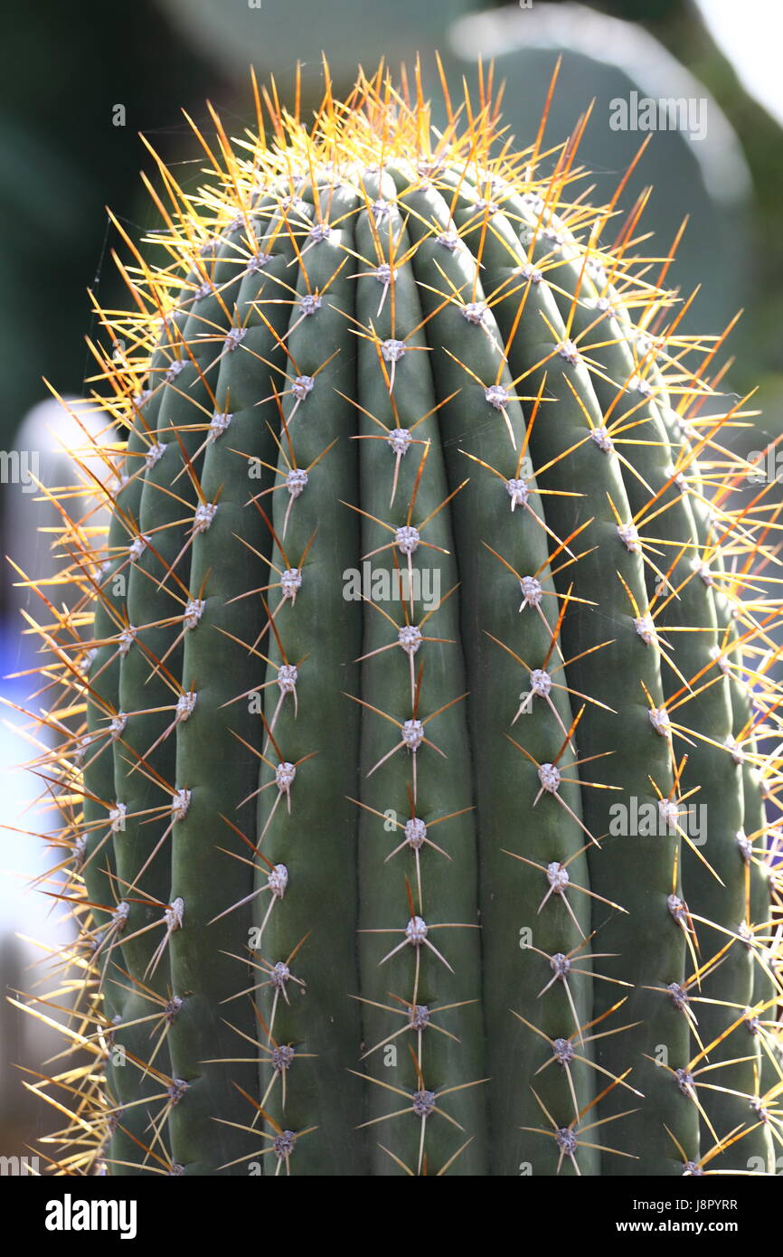 Bleu, maison, édifice, feuille, voyage, vie, exister, de l'existence, vie, vie, Banque D'Images