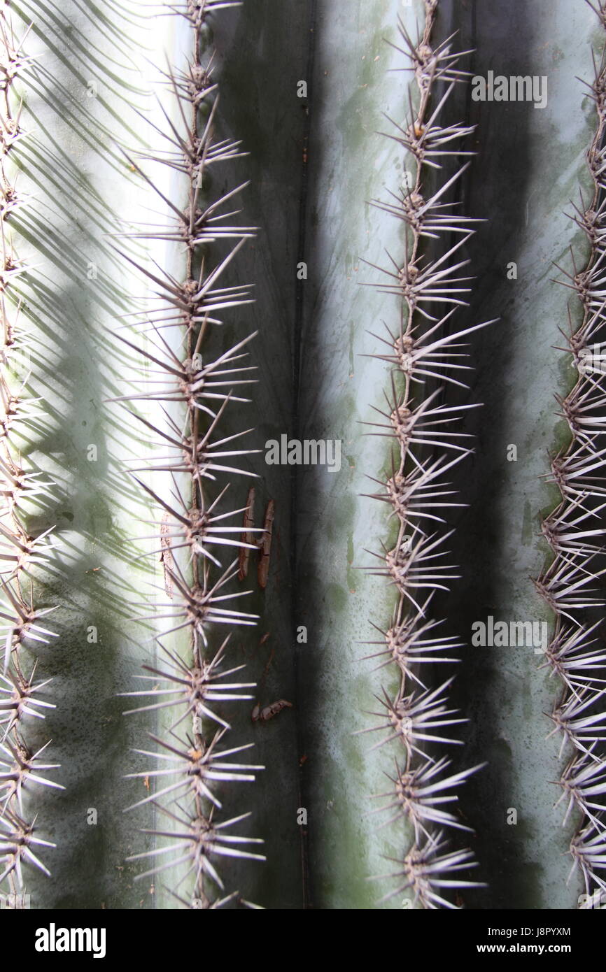 Bleu, maison, édifice, feuille, voyage, vie, exister, de l'existence, vie, vie, Banque D'Images