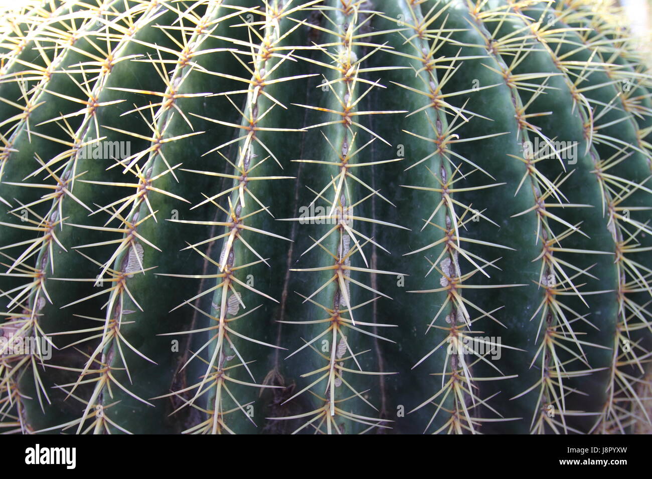 Bleu, maison, édifice, feuille, voyage, vie, exister, de l'existence, vie, vie, Banque D'Images