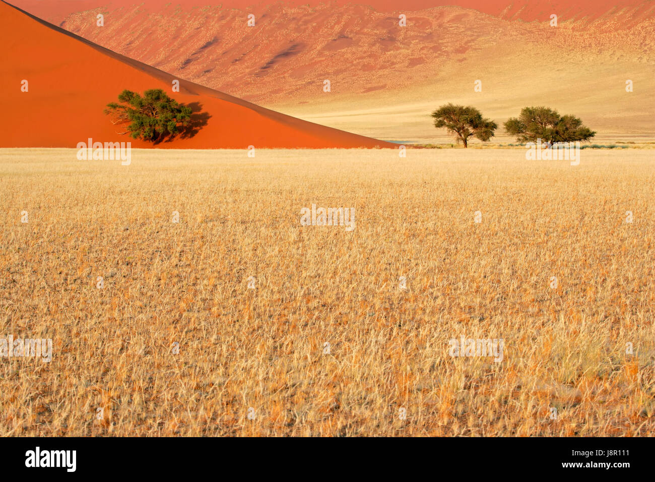 Arbre, désert, désert, graminées, dune, acacia, paysage, paysage, Banque D'Images
