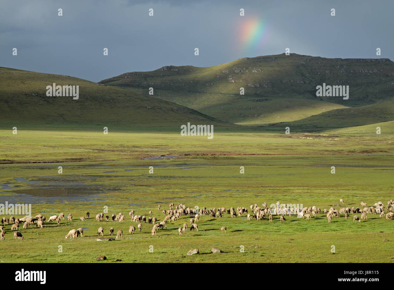 L'animal, mouton, le bétail, les pâturages, l'homey, domestiques, pelouse, vert, animal, Banque D'Images